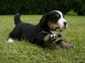 Продаются щенки Бернского зеннехунда - самой красивой собаки в мире.