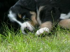 Продаются щенки Бернского зенненхунда - самой красивой собаки в мире.