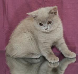 Британский клубный лиловый котенок для Вашего дома
