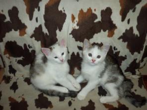Подарю двух красивых бело-серых котят