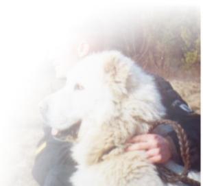 Продаются щенки белых Алабаев (Среднеазиатская овчарка)