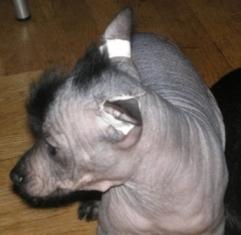 Ксоло- миниатюрный голый щенок