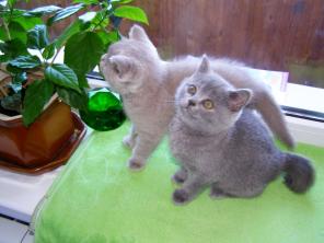 Британские котята c родословной 2 девочки голубого и кремового окраса. возраст два месяца. Цена 1500 грн тел 80932903335