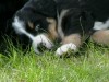 .Продаются щенки Бернского зенненхунда - самой красивой собаки в мире..