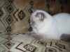 .Шотландский страйт короткошерстный кот для вязки.