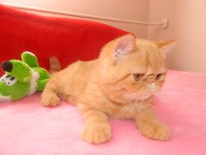 Продажа плюшевых экзотических короткошерстных и персидских котят