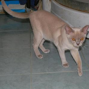 бурманская кошка лилового окраса