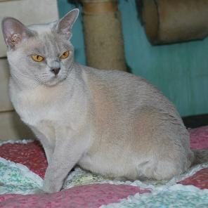 бурманская кошка лилового окраса