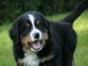 .щенки Бернского зенненхунда - самой красивой собаки в мире.