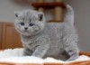 .Котята ищут любящих хозяев.