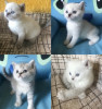 .Шотландские котята.